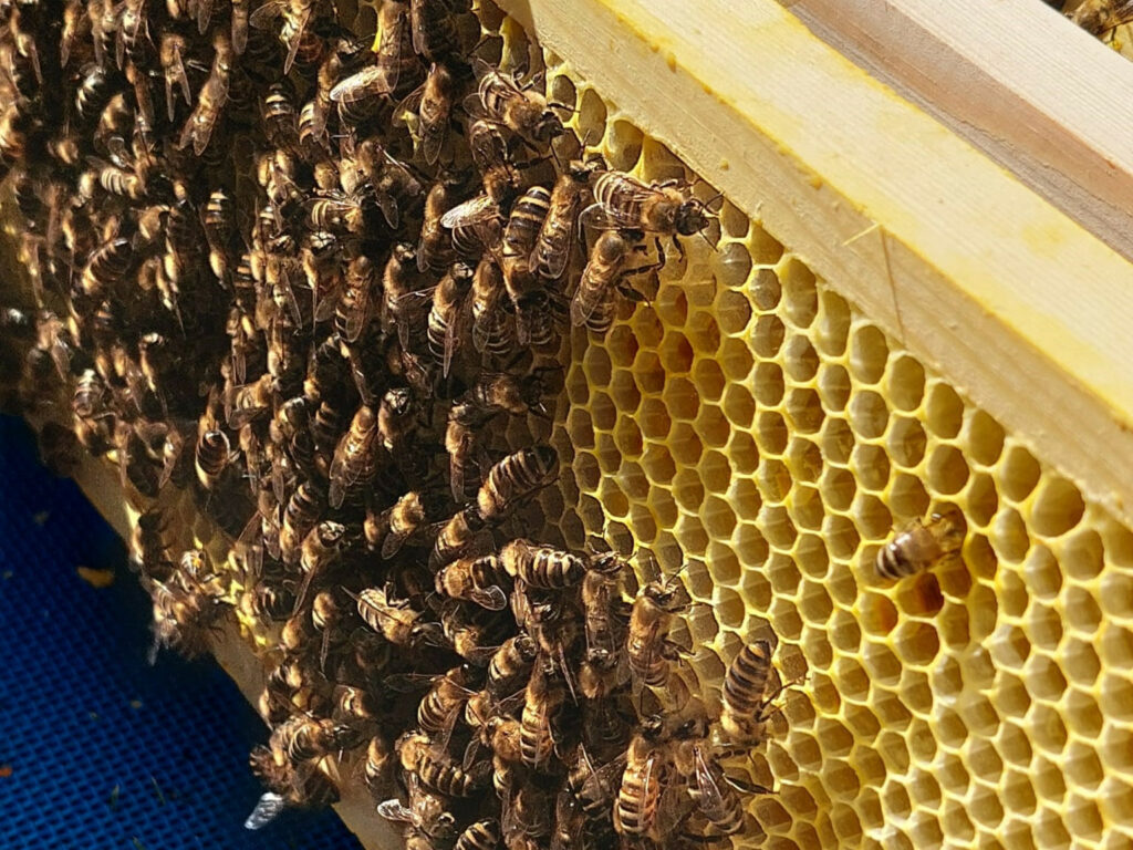 Bienenvolk am Jugendclub Mölkau